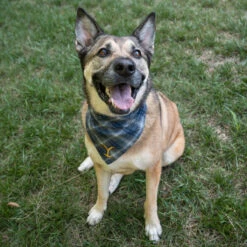 Yellowstone Y Logo Plaid Doggie Flandana -Bioworld Shop YS FLY DG FLAN 1X1 003